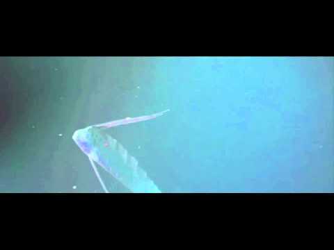Youtube: Riemenfisch - Wesen aus der Tiefe HD(1080p)