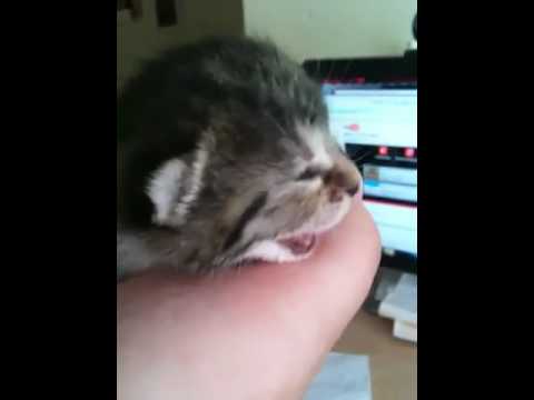 Youtube: Babykatze miau