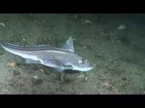 Youtube: Ghost Sharks