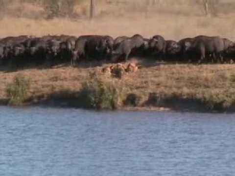 Youtube: Battle at Kruger