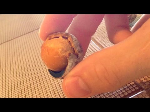 Youtube: Egg that was in Coca Cola for 1 year - 1 year later