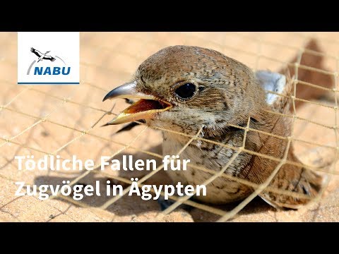 Youtube: Tödliche Falle für Millionen Zugvögel - Fangnetze an Ägyptens Küste