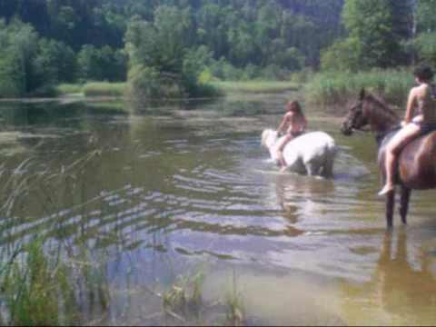 Youtube: mit den pferden schwimmen <i class=