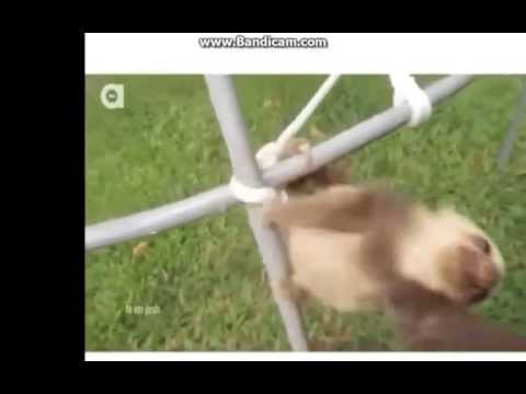 Youtube: Sad Sloth <i class=