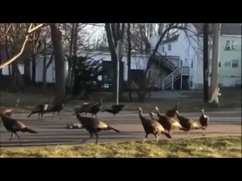 Youtube: satanic bird ritual