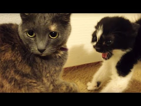 Youtube: ANGRY KITTEN!