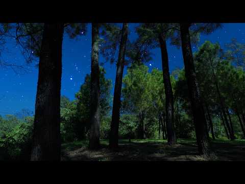 Youtube: Crickets & Owl Under the Starry Night | Breezy Autumn Ambience for Sleep & Relaxation