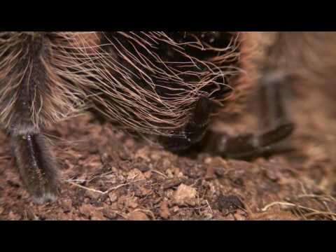 Youtube: Curly Hair Tarantula "dancing" with a roach