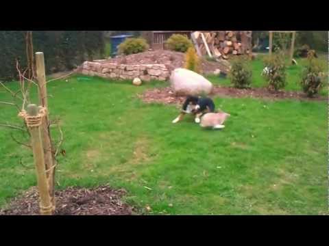 Youtube: Hase jagt Hund