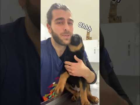 Youtube: Sevgi Dolu Yavru Köpek! 😍
