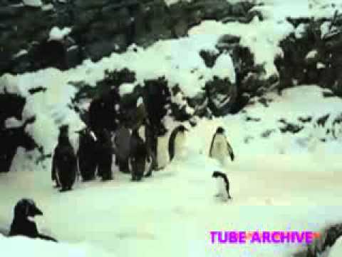 Youtube: PINGUIN TECHNO DANCE