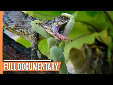 Youtube: Praying Mantises - The Kung Fu Killers of the Insect Kingdom