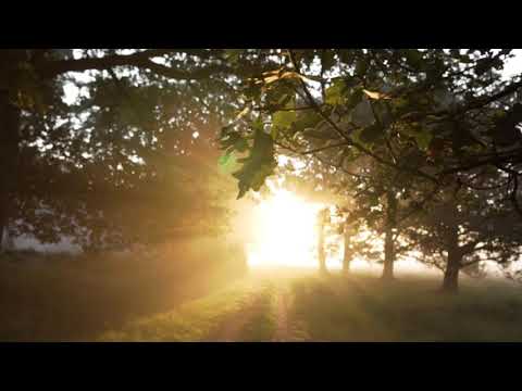 Youtube: Hauntingly Beautiful Music | Sunlight Through Trees (Komorebi)