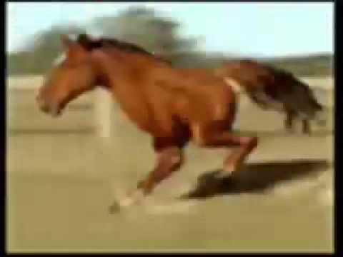 Youtube: Retarded Running Horse With 2 legs!(FUNNY SONG)