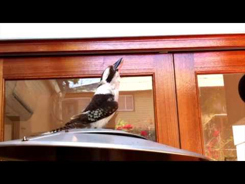 Youtube: Impressive Kookaburra call