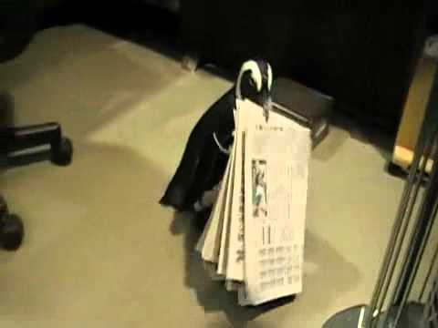 Youtube: Ein Pinguin apportiert die Zeitung