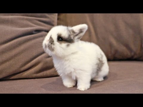 Youtube: Curious Baby Bunny