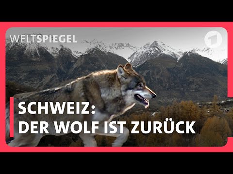 Youtube: Schweiz: Der Wolf ist zurück - abschießen oder akzeptieren?