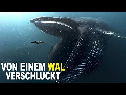 Youtube: Was Tun, Wenn Du Von Einem Wal Verschluckt Wirst?