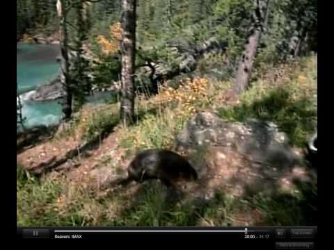 Youtube: A skunk disgusts a beaver