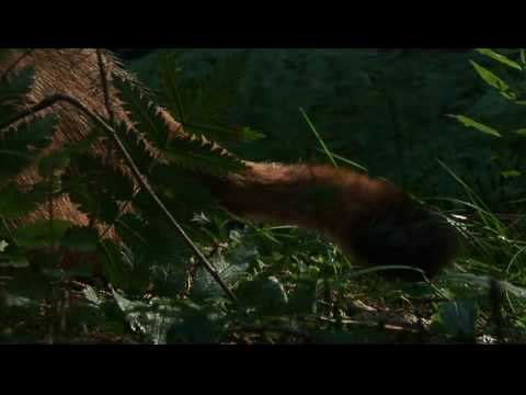 Youtube: Luchs in freier Wildbahn / Lynx in wildlife