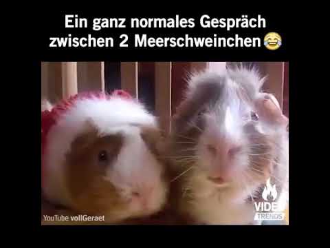 Youtube: Ein ganz normales Gespräch zwischen zwei Meerschweinchen