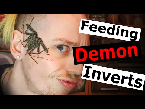 Youtube: Feeding DEMONS (D. medius & S. dehaani)