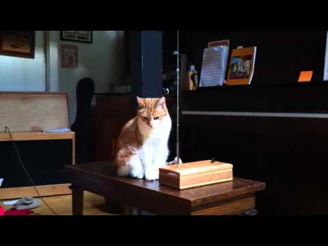 Youtube: Cat plays theremin