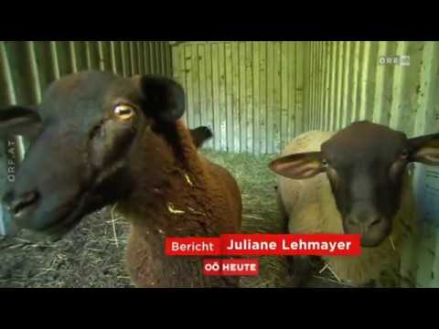 Youtube: Zwei Schafe von Hund gerissen ORF Oberösterreich Heute
