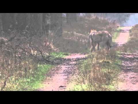 Youtube: Achtköpfiges Wolfsrudel im Heidekreis gefilmt