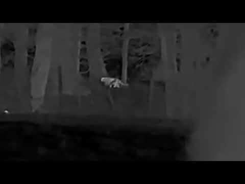 Youtube: Mögliche Großkatze in Altenahr gesichtet - Video zeigt Tier