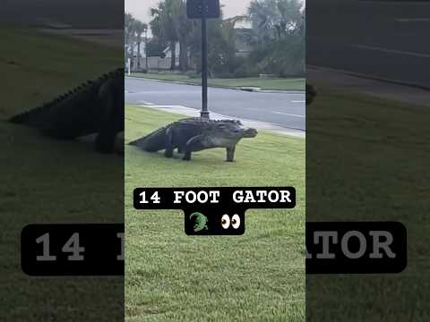 Youtube: Massive Florida Gator 🐊 (Space Coast) #wild #survival #alligator #shtf #gatorhunt #floridaman