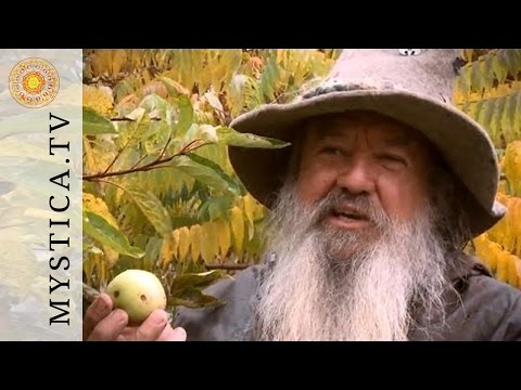 Youtube: MYSTICA.TV: Wolf-Dieter Storl - Der Apfel