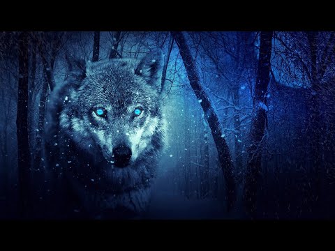 Youtube: Wolves howling in the night. 8 Hours of wolf sounds