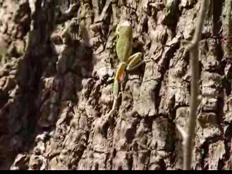 Youtube: Squirrel Tree Frog Climbing a tree at 210fps