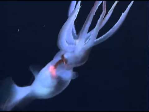 Youtube: Footage of the Grimalditeuthis bonplandi