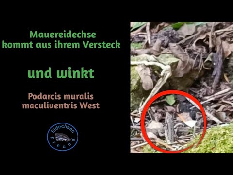 Youtube: Mauereidechse kommt aus ihrem Versteck und winkt (Podarcis muralis maculiventris West)