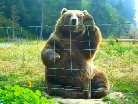 Youtube: Kodiak Bear Waving