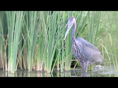Youtube: Goliath Heron spears catfish and swallows whole...EVENTUALLY.