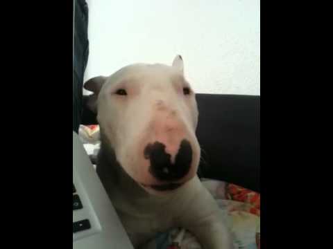 Youtube: Miniatur Bullterrier Kaban beim Sprechen