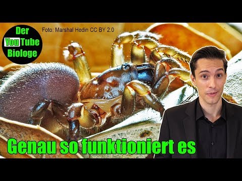 Youtube: Falltürspinnen - Hinterlistige Jäger