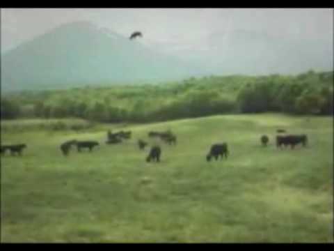 Youtube: UFO - Cow Abduction