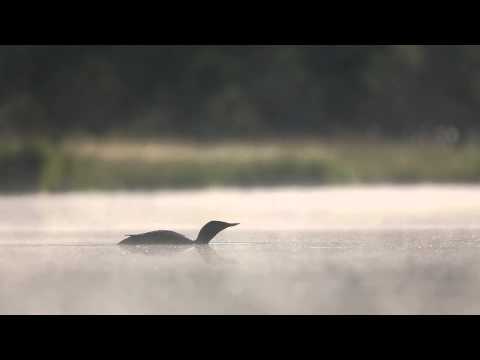 Youtube: Red-throated Loon -- eerie call at breeding site