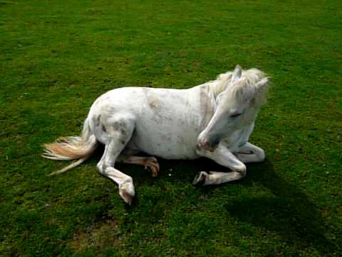 Youtube: Playful pony rolling around