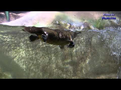 Youtube: Australian Platypus swimming in a Public Aquarium