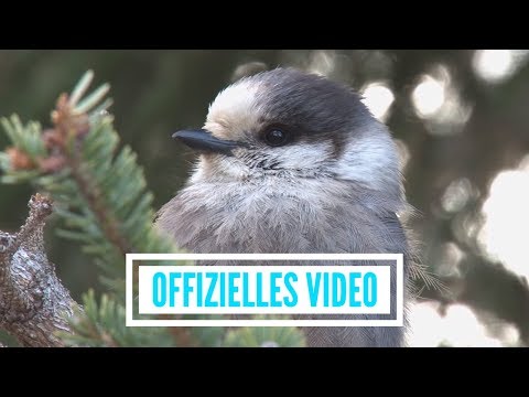Youtube: Stimmen der Berge - Wenn ich ein Vöglein wär (offizielles Video)