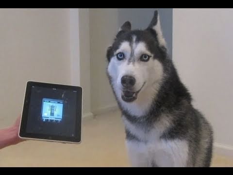 Youtube: Husky Dog Sings with iPAD - Better than Bieber! (now on iTunes!)