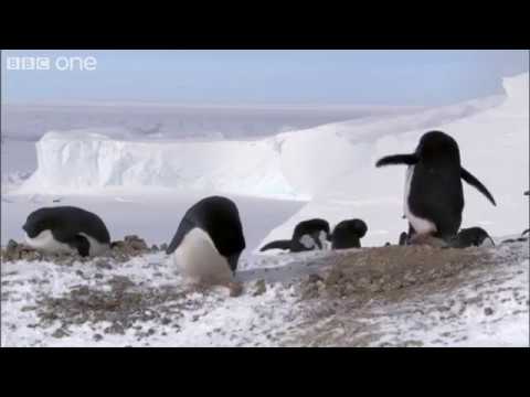 Youtube: Criminal Penguins - Frozen Planet - BBC One