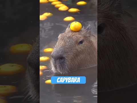 Youtube: Capybara: Das entspannteste Tier mit Gruppentherapie-Vibe