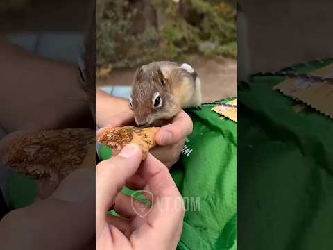 Youtube: Greedy Chipmunk SNATCHES Man’s Snack! 😳🐿️